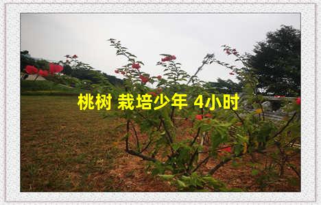 桃树 栽培少年 4小时